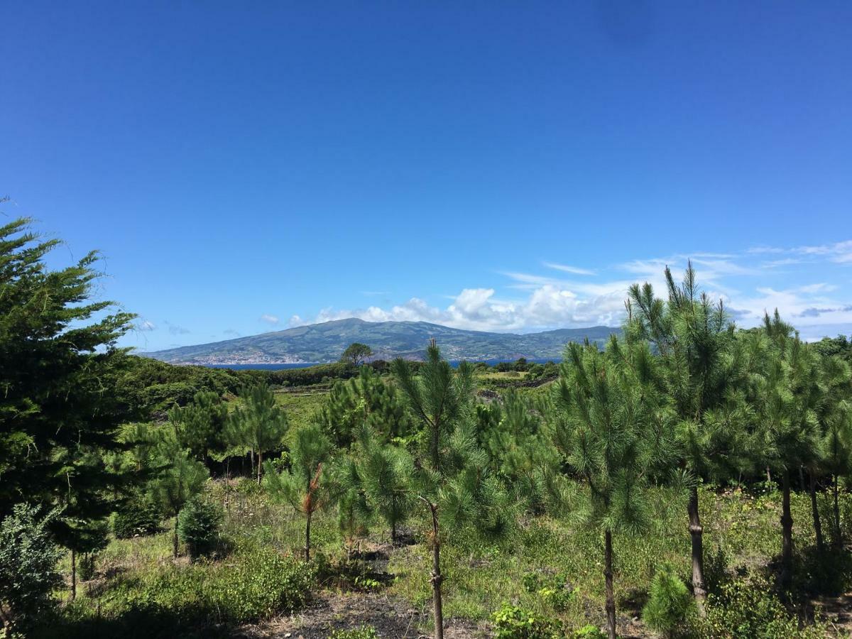 Home Pico - Casa Dos Cedros Criacao Velha Esterno foto